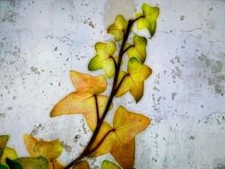 ivy textured leaves branch floral