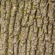 texture of tree bark, macro