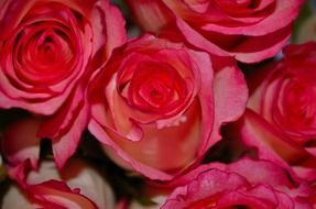 bunch of white and red rose flowers for valentine's Day