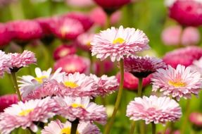 summer pink flowers