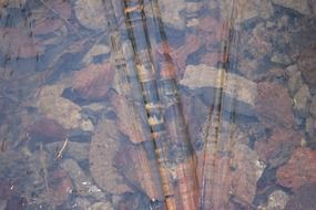 surface of clear water stones leaves