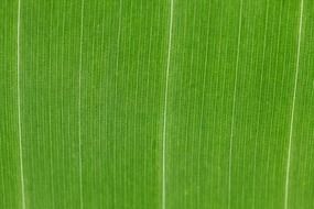 abstract backdrop green color flora