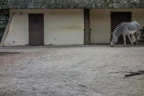 wild zebra stall in zoo