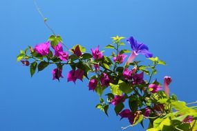 background beautiful bougainvillea