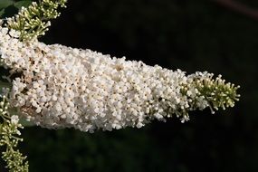 summer lilac flowers tongue