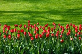 background bloom blossom bunch
