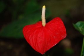 plant red flower pistil