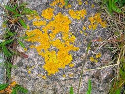 stone nature background lichen