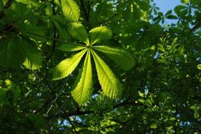 green blue leaves summer tree sky