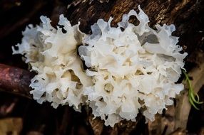 white brain jelly fungus