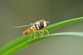 macro insect fly nature animal