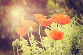 flowers flower rain weather