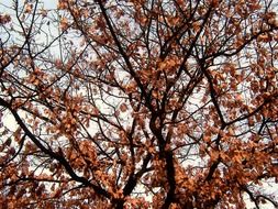 tree road branches autumn leaves