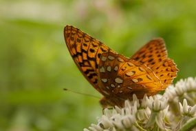 butterfly shapes pattern nature