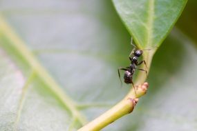 ant insect leaf nature background