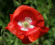 poppy flowers red petals flowering