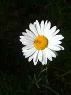 flower summer daisy yellow white
