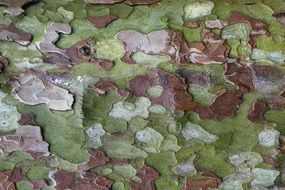 tree bark military pattern nature wood