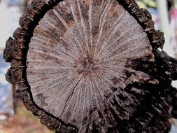 oak timber wood brown texture