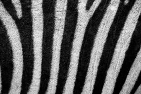 zebra abstract background