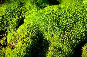 green moss macro nature background