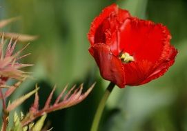 red tulip in a flower garden