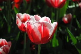 tulips red white petals flowering