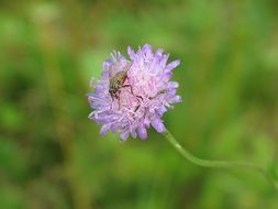 fly pink flower purple green