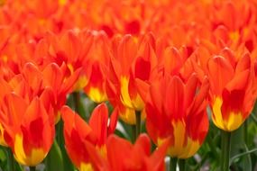 bright orange tulips in the Netherlands