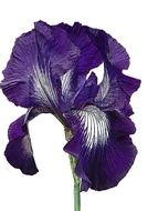 iris purple flower white