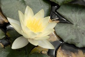 beautiful bloom lotus aquatic plant