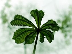 summer leaf nature spring macro