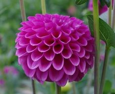 dahlia flower bloom blossom plant