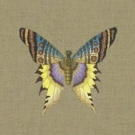 butterfly yellow blue purple color