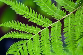 green leaf close-up