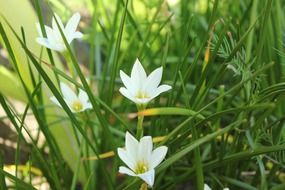 white flower small