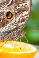 caligo eurilochus eyes beatiful butterfly macro fruit