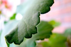 leaf macro detail plant background