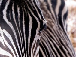 zebra animal stripes black white
