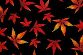 Bright autumn leaves on a black background