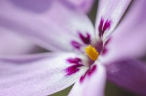 flower purple macro spring summer