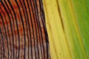 tropical green color leaves macro