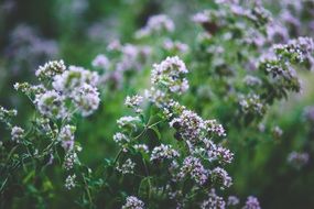 little purple flowers field