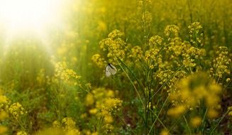 flowers rapeseed yellow butterfly