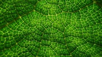 greens leaf macro patterns