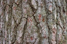 tree bark rough brown texture