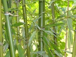 bamboo green background plant