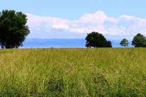 landscape meadow trees background