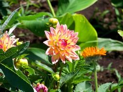flowers dahlias garden blooms