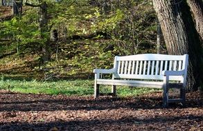 bench tree foliage green white